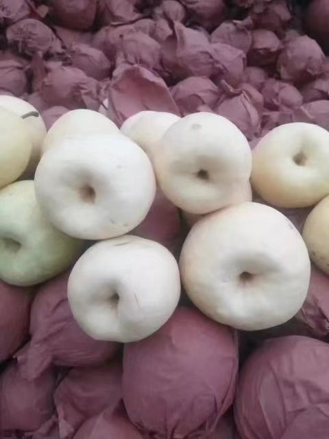 陕西酥梨产地价格批发