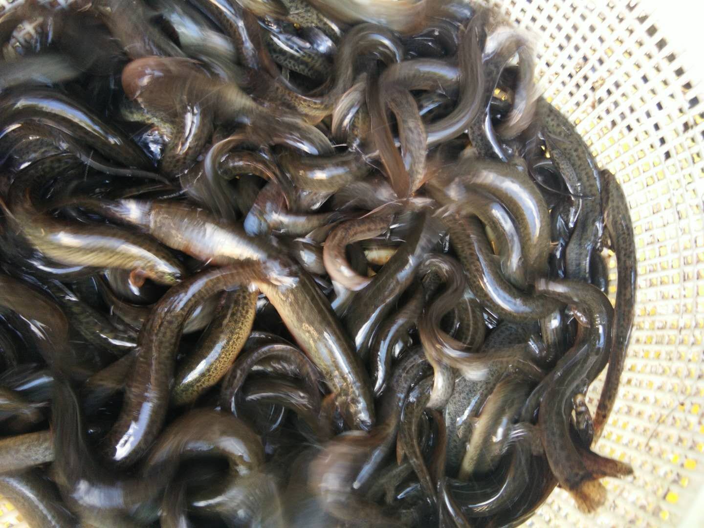 青鰍 圓泥鰍,黃鱔,鯽魚常年供應