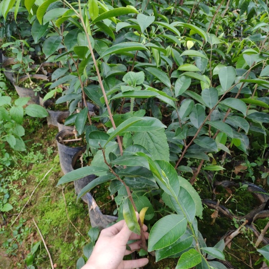 茂名【糖结】奇楠沉香苗 优质品种 糖结，白奇，紫奇，绿奇