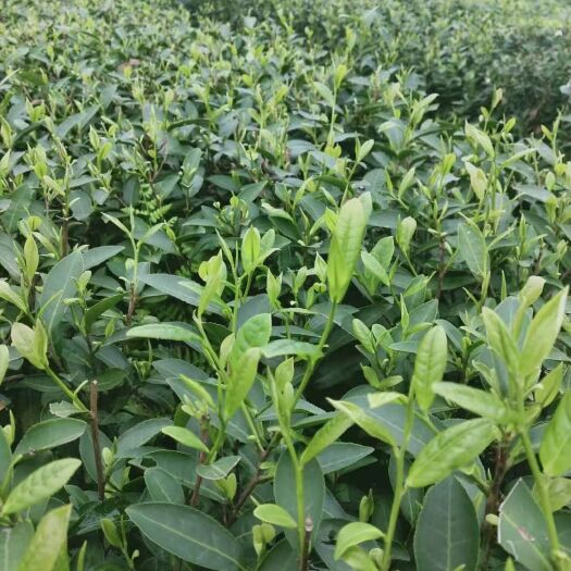 非龙井茶 ，富含锌.硒的茶，冬天采摘的茶叶！好茶联系