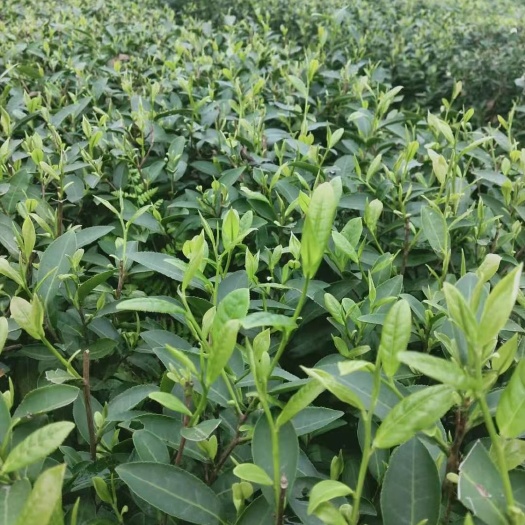 筠连县非龙井茶 ，富含锌.硒的茶，冬天采摘的茶叶！好茶联系