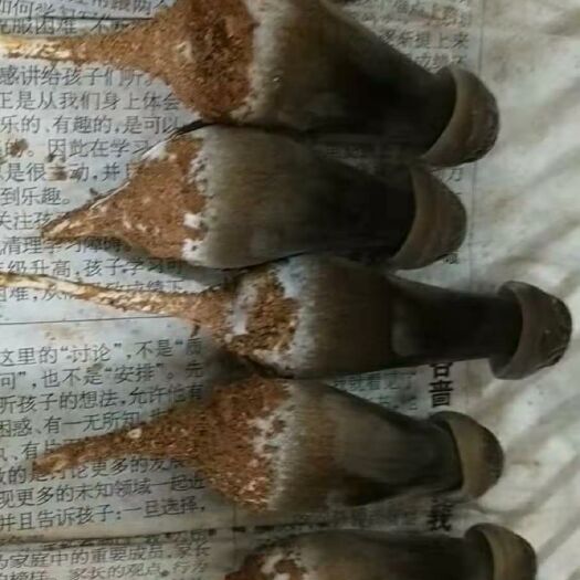 诏安县白参菌  新鲜鸡枞菌，