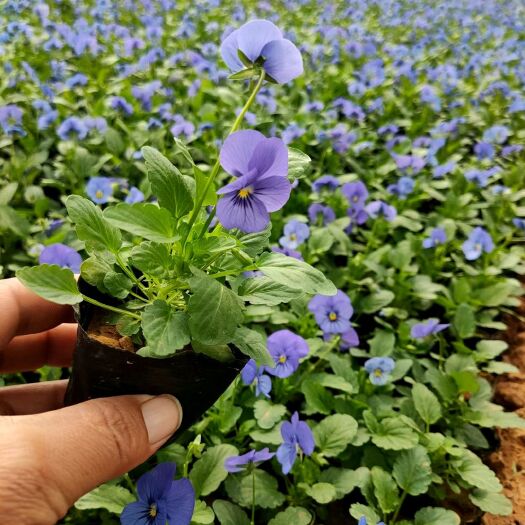 青州市草花 角谨基地价格美丽