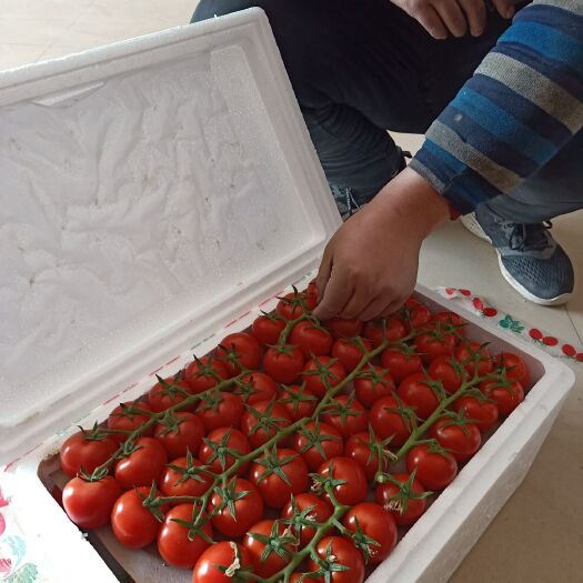 寿光市小番茄  山东寿光万亩串红番茄小柿子种植面积大产地直供诚信代