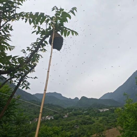 两当县正宗土蜂蜜，，无污染，根据季节采花，山中野花以及油菜花