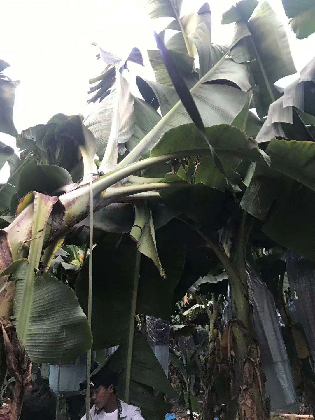 西贡蕉  产量大概一百车，现在走货正常，货场在陇川县珏源公司三号仓库