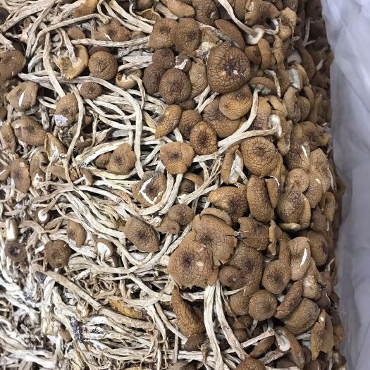 屏南县野生茶树菇 自家种植的茶树菇直接销售无中间差价