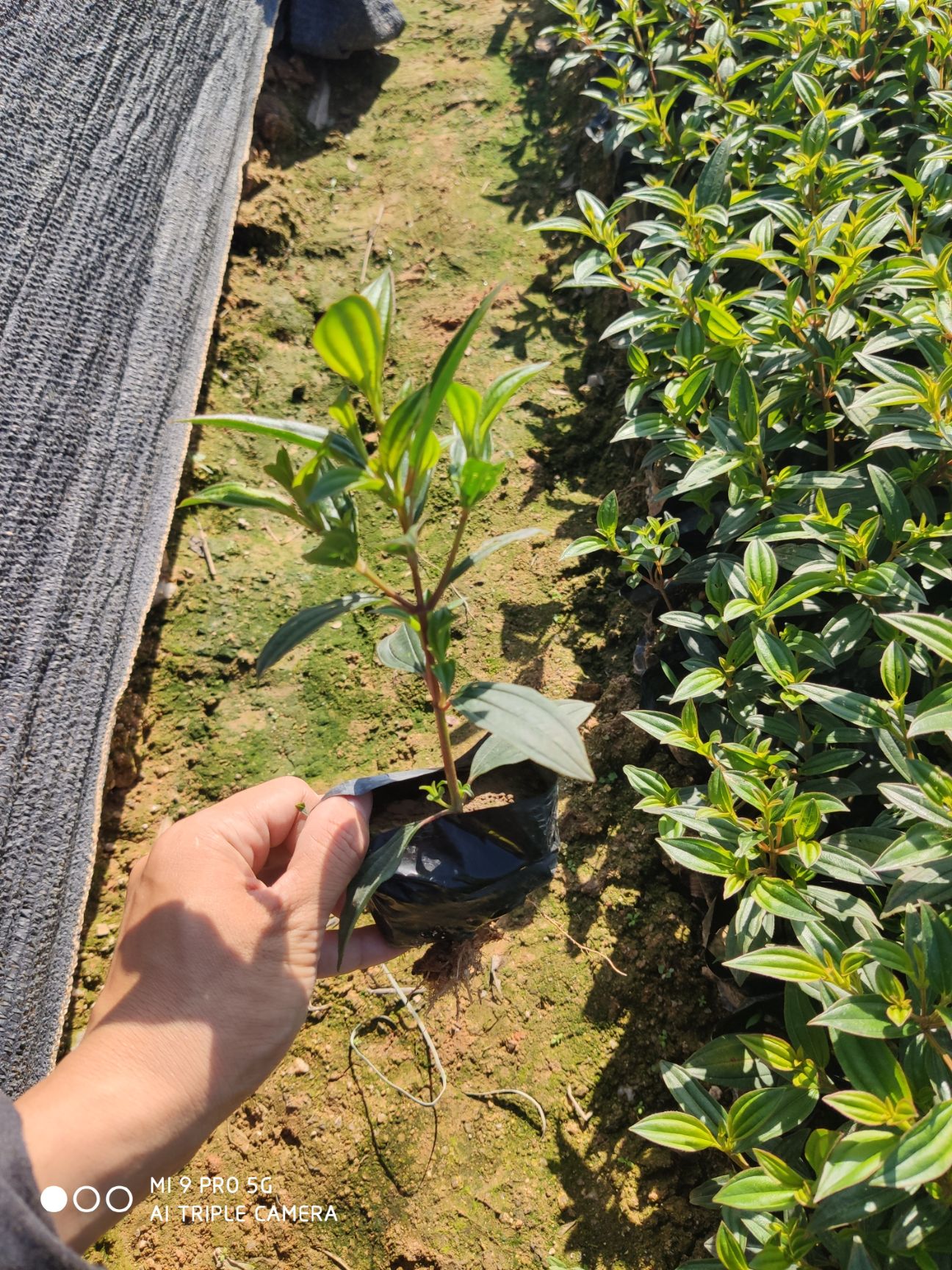 巴西牡丹  牡丹福建漳州花卉基地