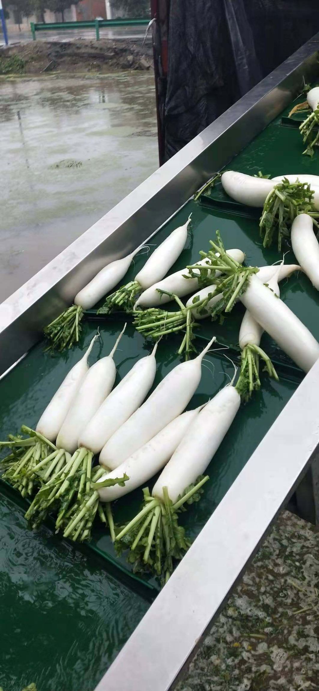 白萝卜 广水市健进生态种植有限公司