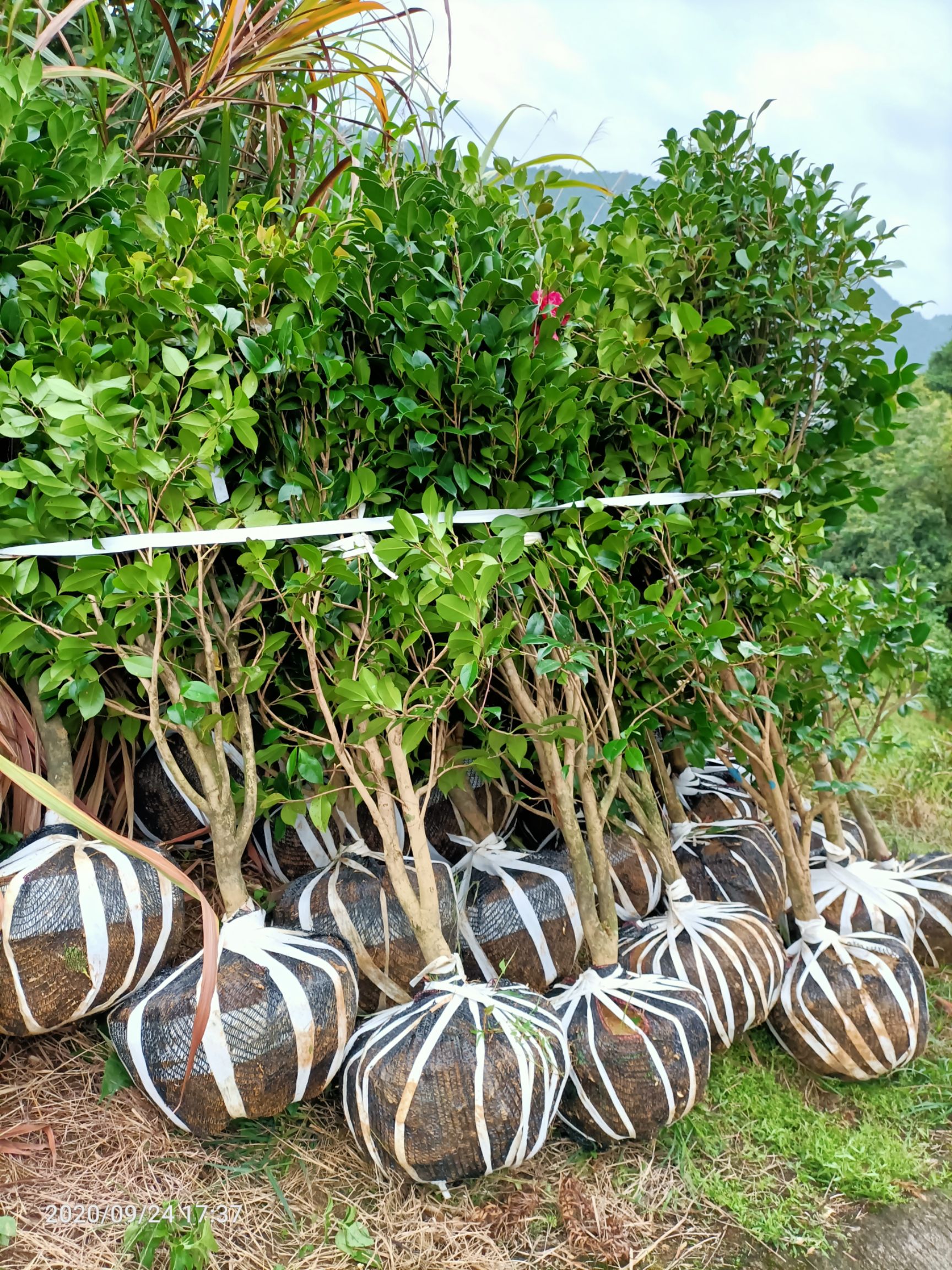 茶花球  茶花，山茶花，小苗，2～5公分，六角大红，赤丹，贝拉，红露珍