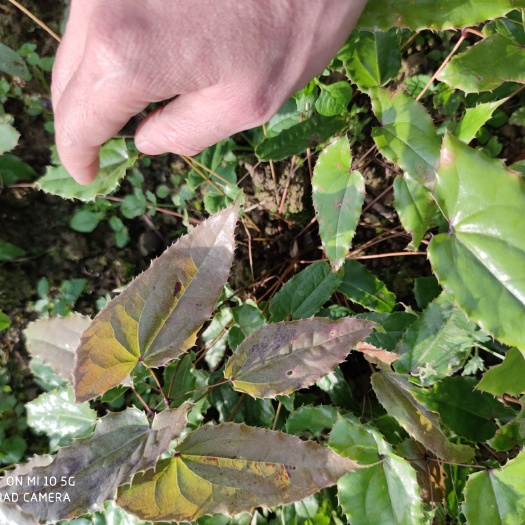 宁强县柔毛淫羊藿种苗