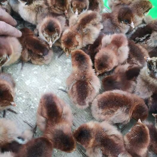 贵阳血毛土鸡苗