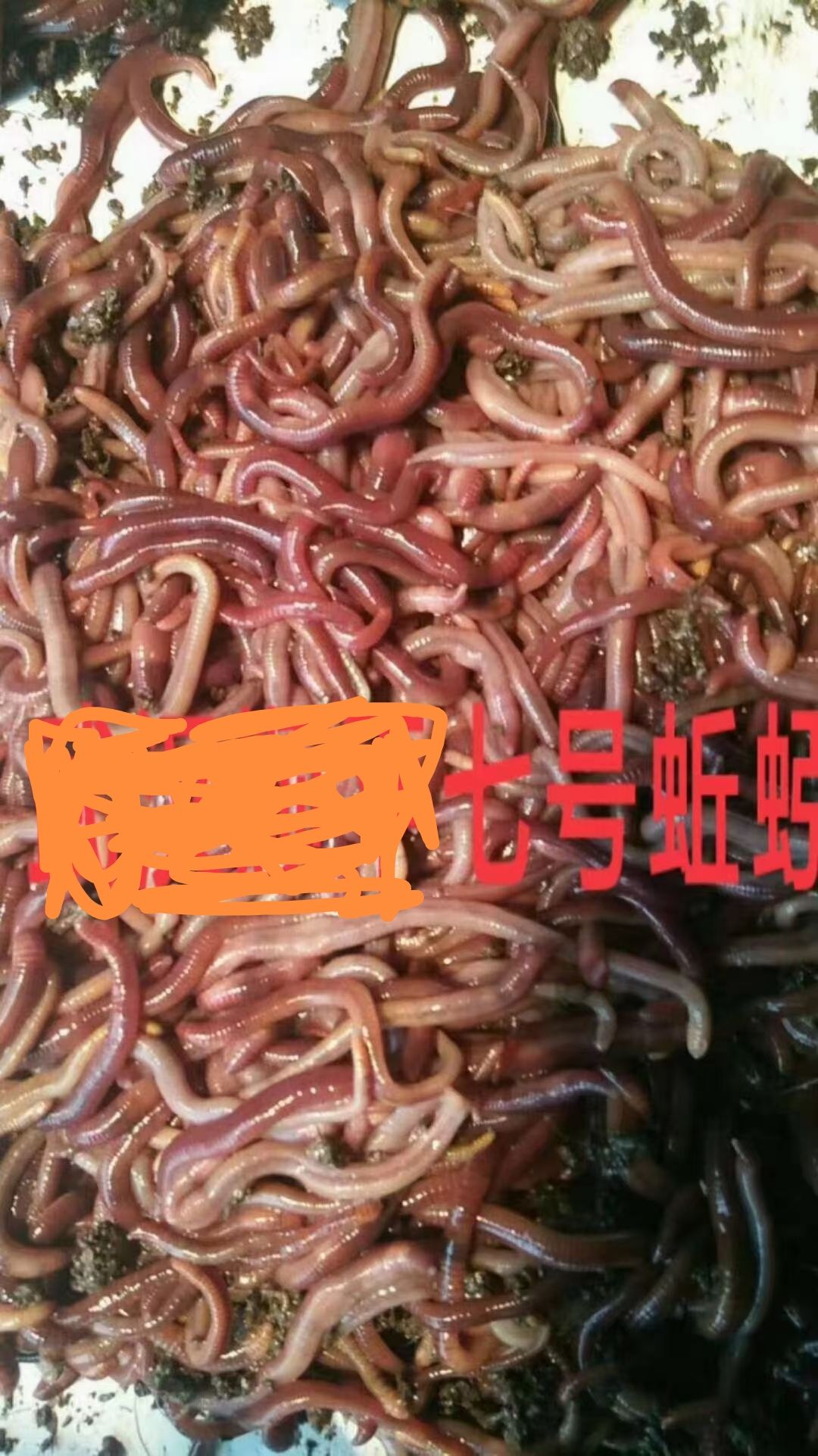 纯牛粪蚯蚓 蚯蚓专业养殖，干货，活体