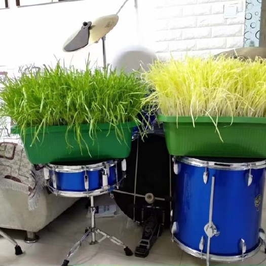 南宫市韭黄盆景 南宫特产黄韭盆景盆栽韭菜根苗健康食品蔬菜礼品阳台客厅庭院四季