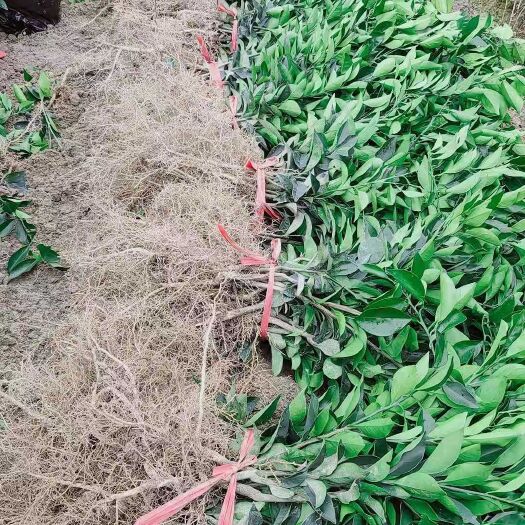 秀山 橘子纽荷尔脐橙苗