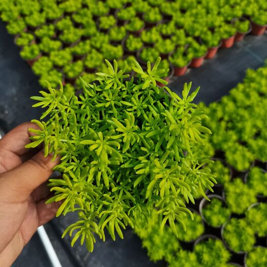 嘉善县佛甲草 120*营养土