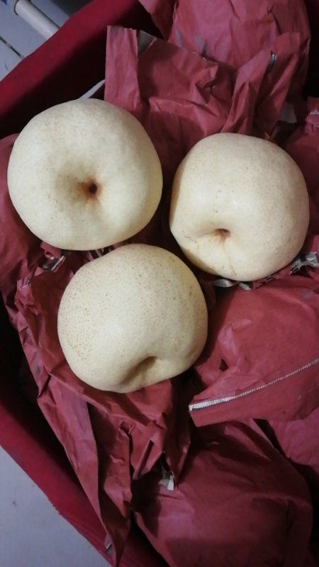蒲城县蒲城酥梨大量上市中，
