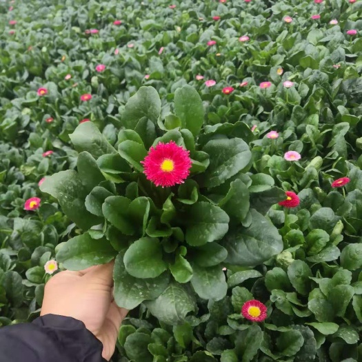 嘉善县 雏菊 120杯营养土