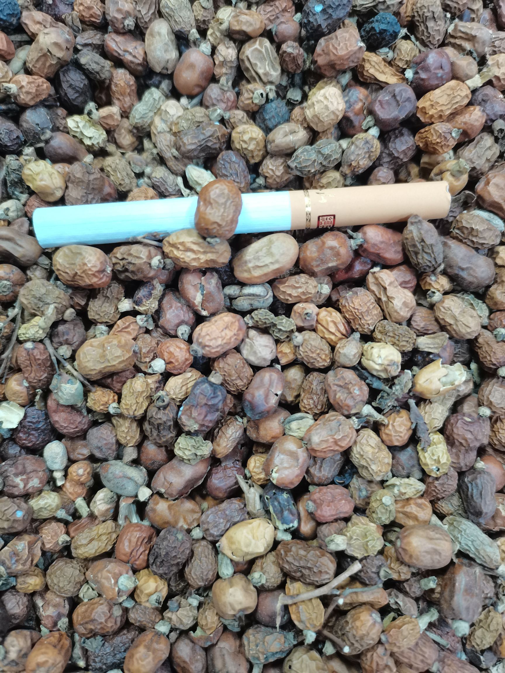 玉林统货红豆蔻，大量供应，批零兼营，本价格美丽