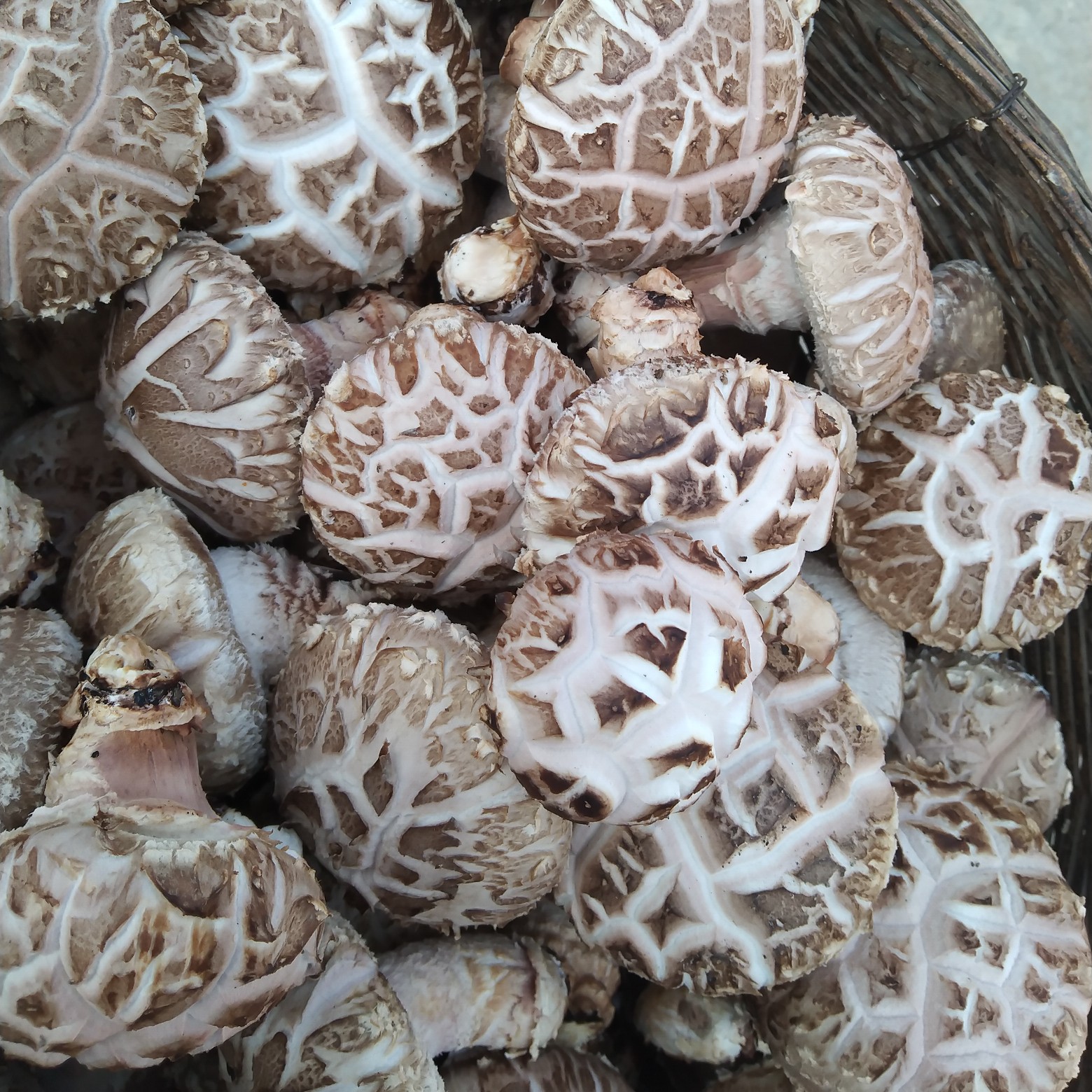 花菇  河南内乡春栽袋料3斤包邮新鲜采摘，