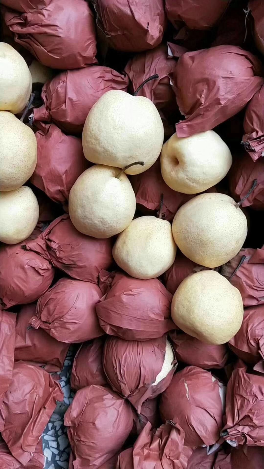 陕西酥梨产地价格批发