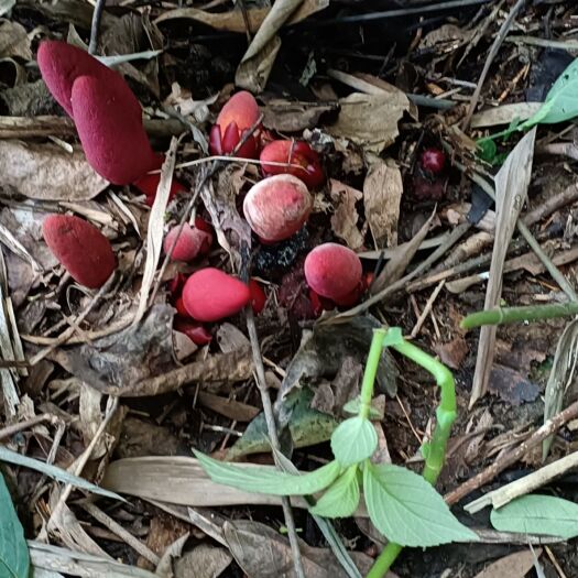 肇庆广东中药材回春草，不老草，顶天柱鲜品