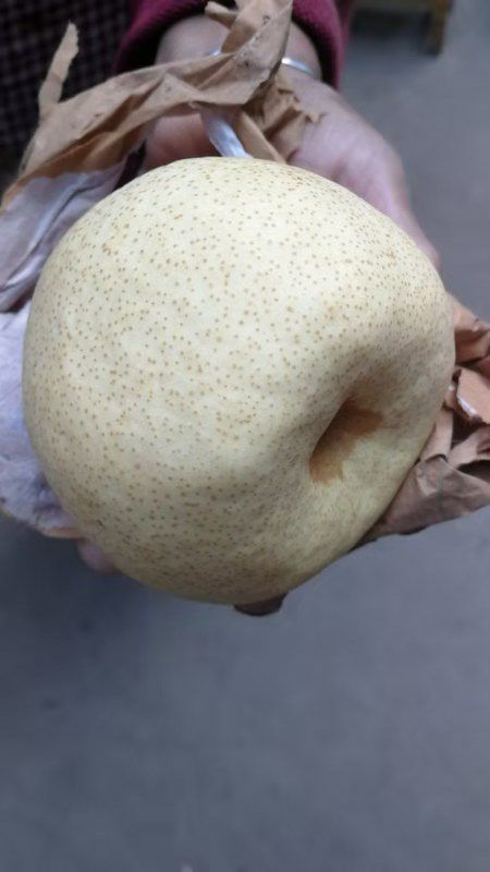 蒲城酥梨大量上市中，