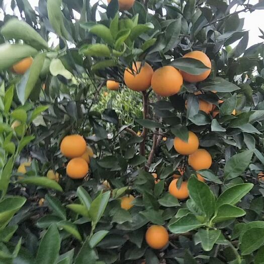 金秀县鹿寨蜜橙 一级果 