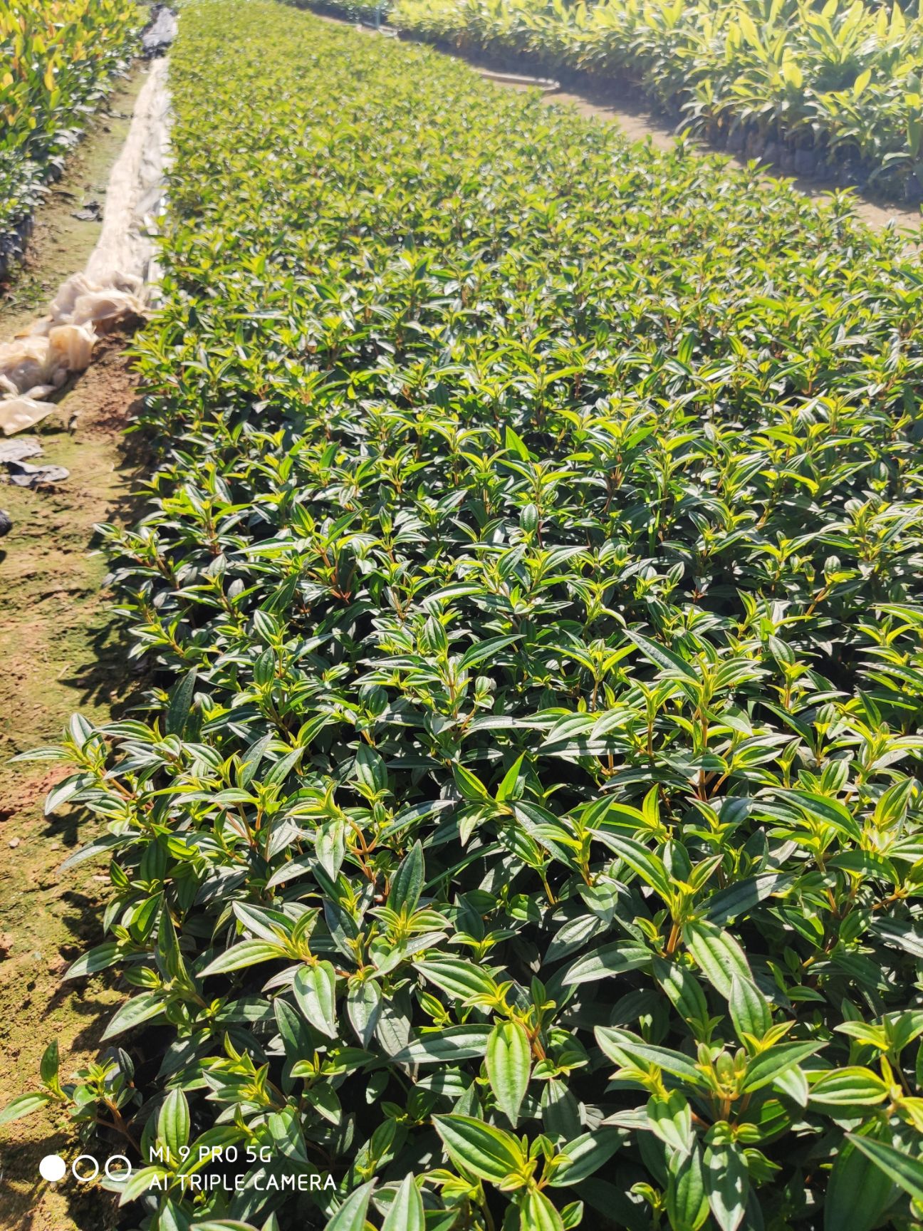 巴西牡丹  牡丹福建漳州花卉基地