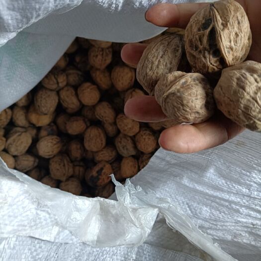西昌市有机核桃  绿色有机种植，看天，看山水白云，这样的地方生长的，一定是无污