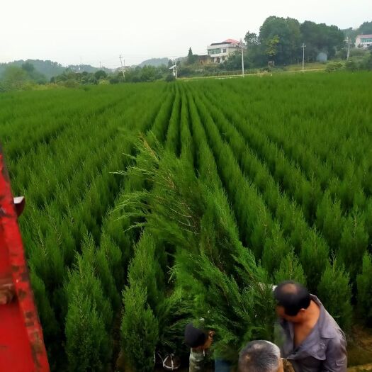 浏阳市塔柏树松柏树清明墓地塔柏造林矿山复绿绿化工程苗木