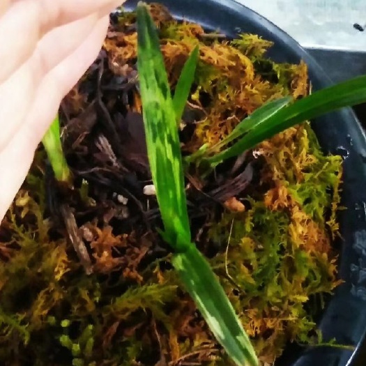 广南县 全部带龙根艺草
