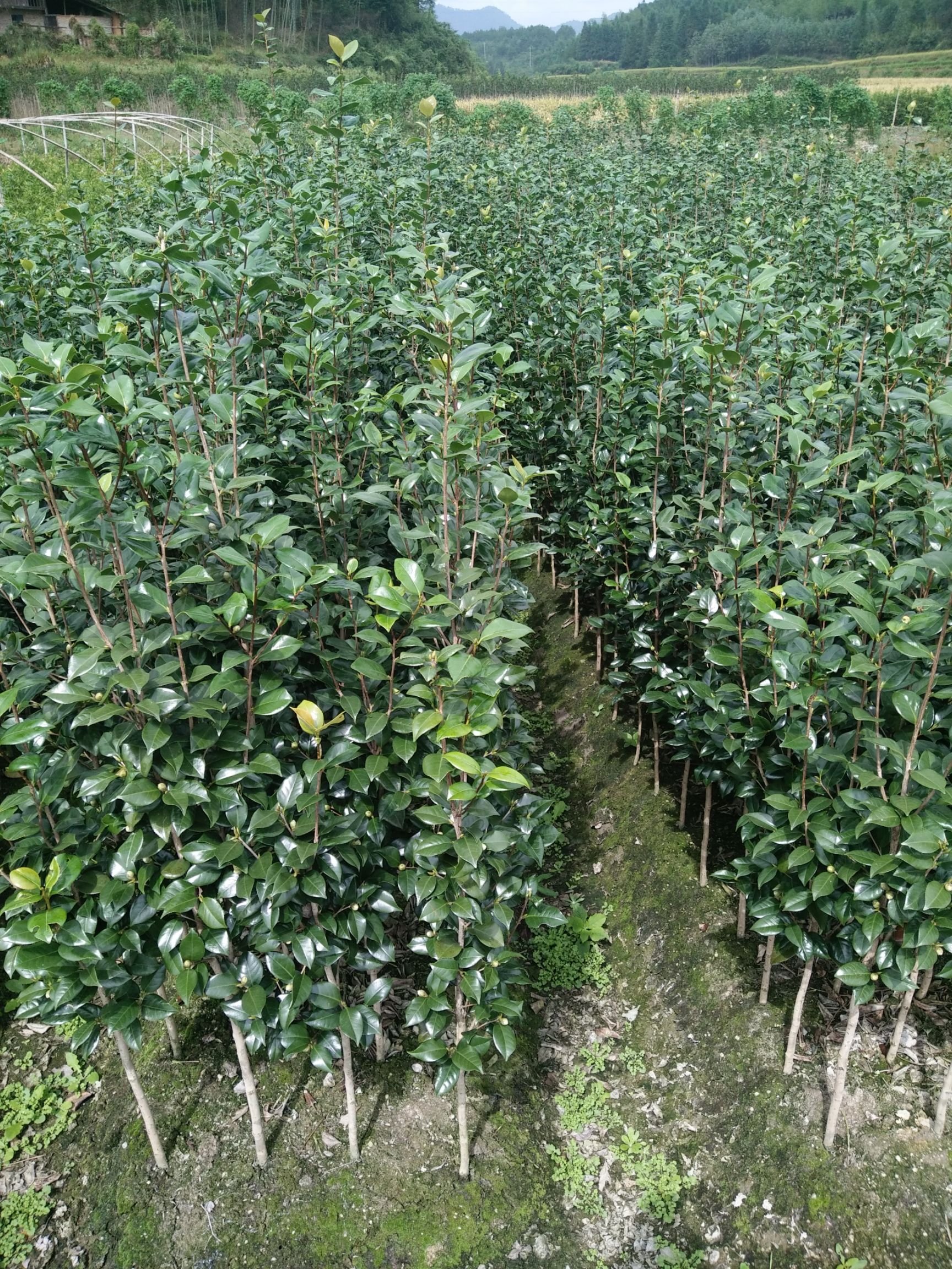 茶花球  茶花，山茶花，小苗，2～5公分，六角大红，赤丹，贝拉，红露珍