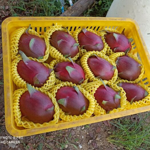 惠东县蜜宝火龙果  惠东火龙果供应基地