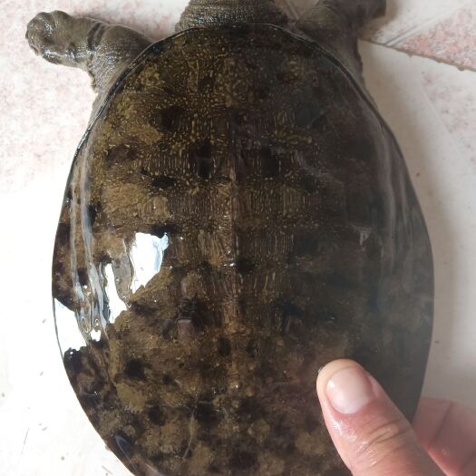 洪湖市有机甲鱼  不吃饲料的洪湖菱角湖精品甲鱼