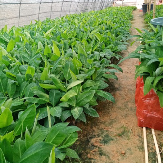 高州市广东香蕉2号苗 香蕉苗