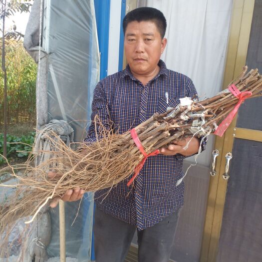 泰安蓝宝石葡萄苗 