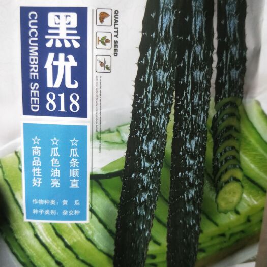 夏邑县黄瓜种子  油亮密刺，青瓤青肉，瓜条顺直，下瓜快，产量高连续带瓜能力突出