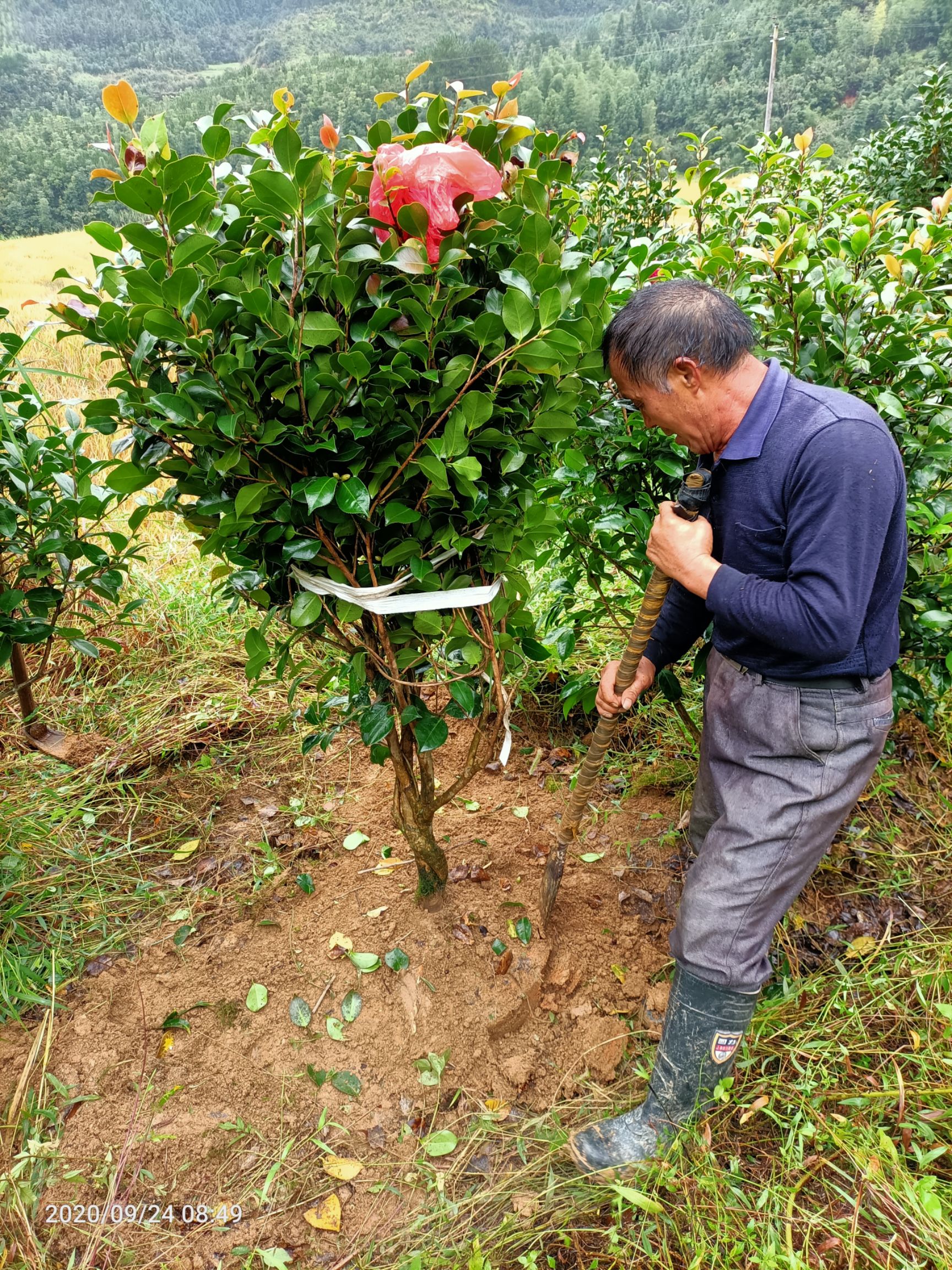 茶花球  茶花，山茶花，小苗，2～5公分，六角大红，赤丹，贝拉，红露珍