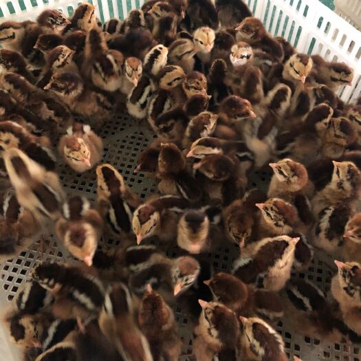 简阳市 正宗崇仁麻土鸡  肉质鲜美  耐粗饲   抗病力强