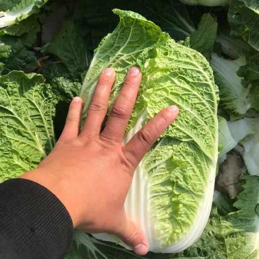 新野县黄心大白菜  大白菜，黄心矮颗，半净菜，3-6斤，25公分，