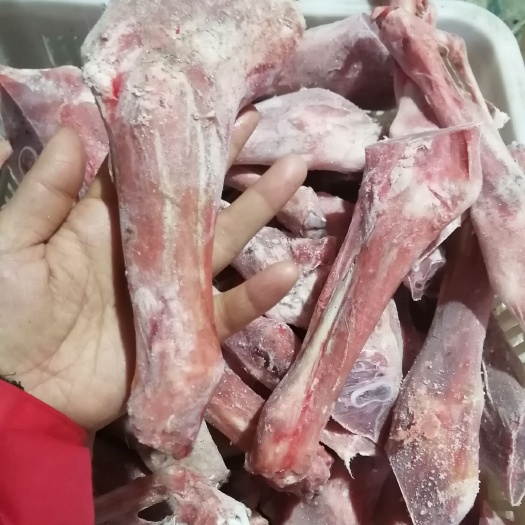 井陉县羊腿肉  羔羊前腱 后腱都有货，可发样品