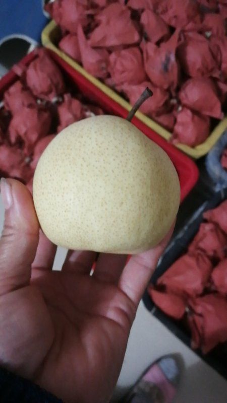 蒲城酥梨大量上市中，