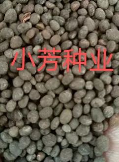 安国市急性子种苗  急性子凤仙花，凤仙透骨草保质保量保发芽率支持大