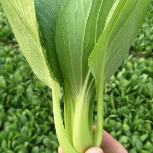 太和县 上海青小青菜提前预定