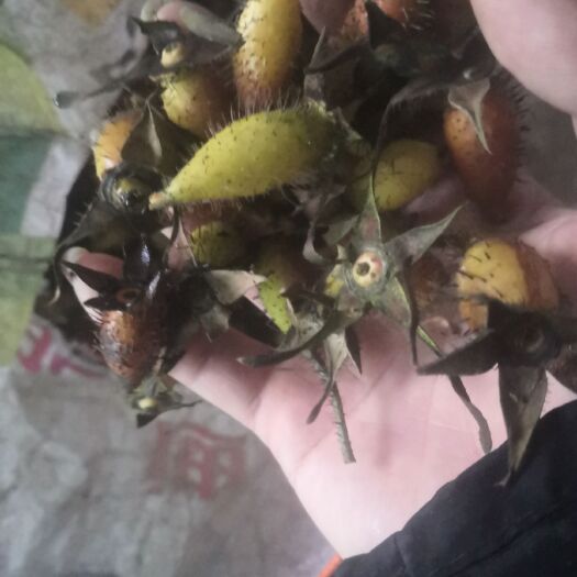 枞阳县金樱子，刺梨，农村荒山直供，一手货源，天然，
