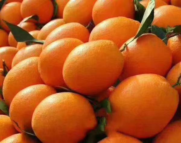 石门县纽荷尔脐橙  🍊 “中华名果”—石门纽荷尔橙，不催熟，不打腊，口感好。