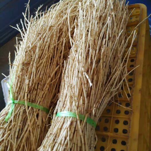 清远新鲜本地白茅根