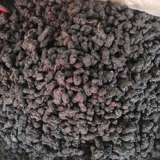 亳州桑葚 黑桑椹