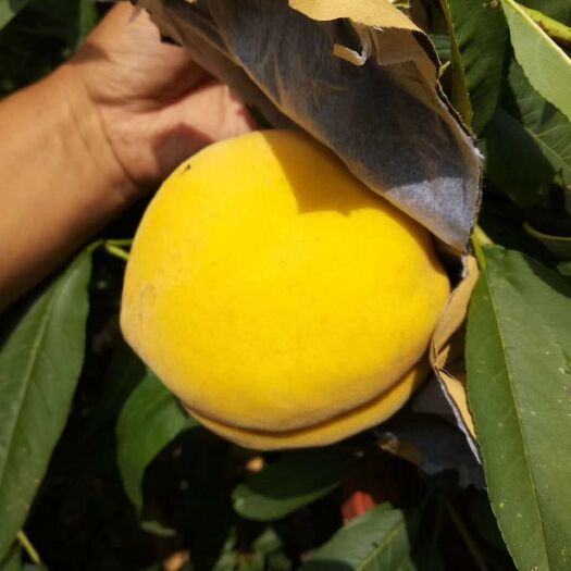 砀山县黄金蜜4号苗 锦绣黄桃，黄金蜜0号